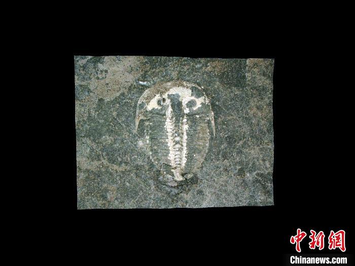研究中的三叶虫化石(Barrande, 1846)。(图片来自Brigitte Schoenemann)自然科研 供图
