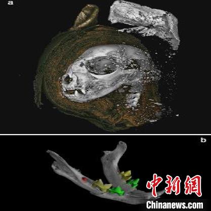 猫木乃伊的头部3D显微CT数据。（图片来自斯旺西大学）自然科研 供图