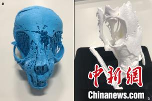 按分层X射线扫描数据3D打印的模型，左为猫木乃伊、右为蛇木乃伊。（图片来自斯旺西大学）自然科研 供图