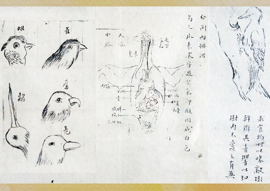 百年前的“模范妇女领袖”如此“可美可飒”