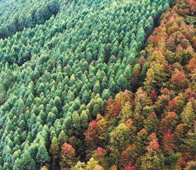 “十三五”期间，我国完成造林5.45亿亩——人工林，为大地添绿