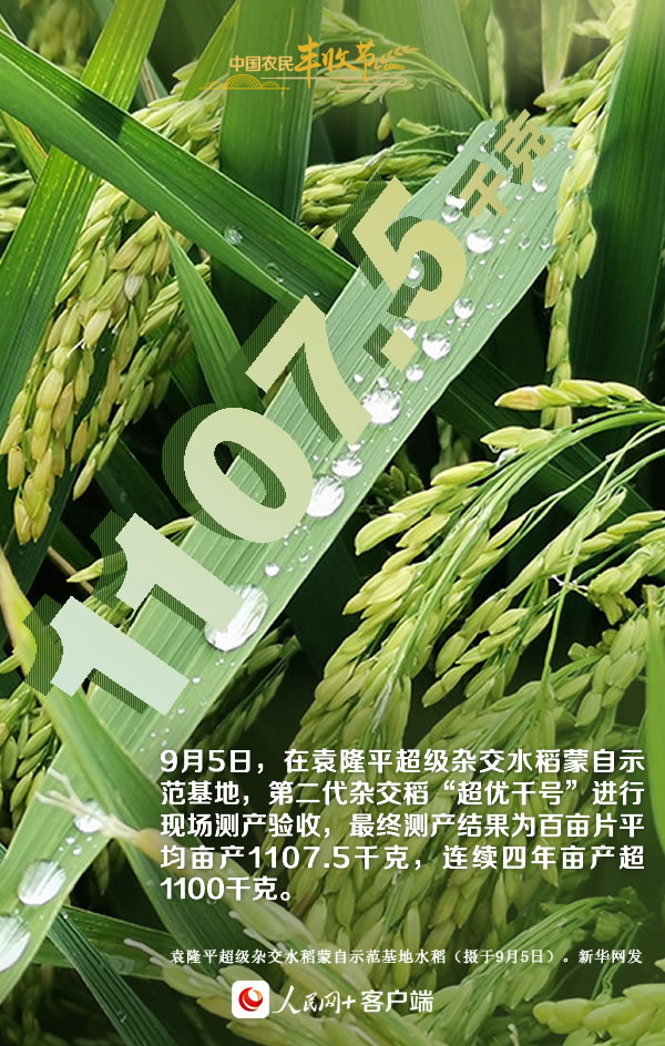 “丰”景如画庆佳节！