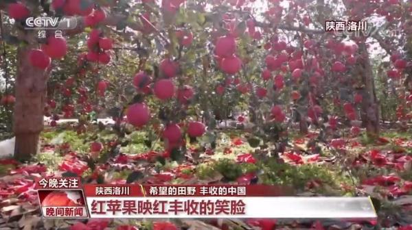 中国农业强不强？村民富不富？答案就在这希望的田野上