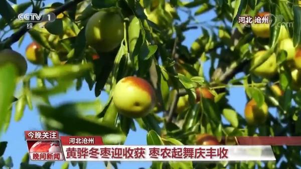中国农业强不强？村民富不富？答案就在这希望的田野上
