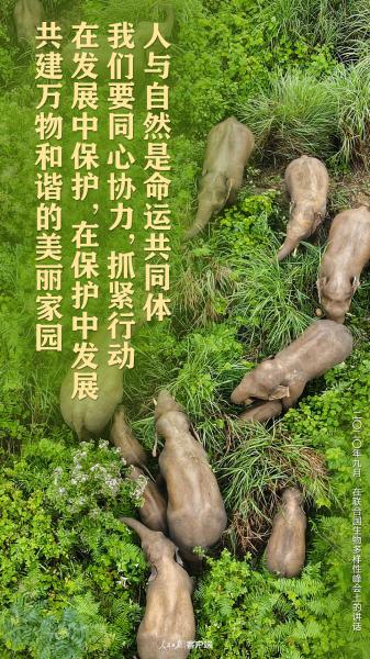 我们的共同家园｜生物多样性保护，习近平给出“中国方案”