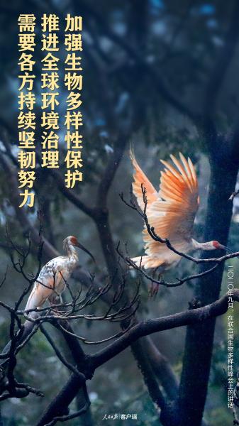 我们的共同家园｜生物多样性保护，习近平给出“中国方案”