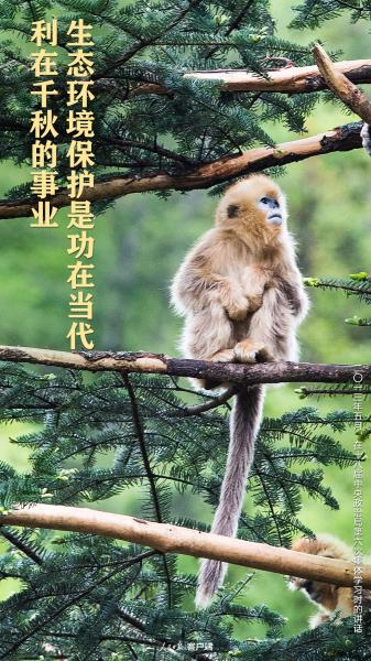 我们的共同家园｜生物多样性保护，习近平给出“中国方案”