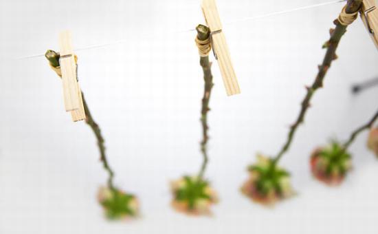 倒挂风干 图片源自www.flyingflowers.co