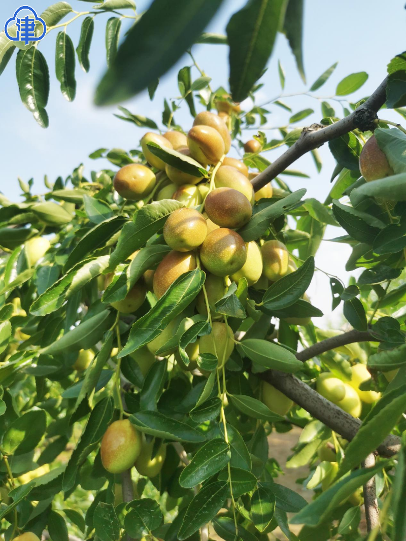 【千问千寻大运河】运河畔的乡村振兴之问 小高庄村这样回答