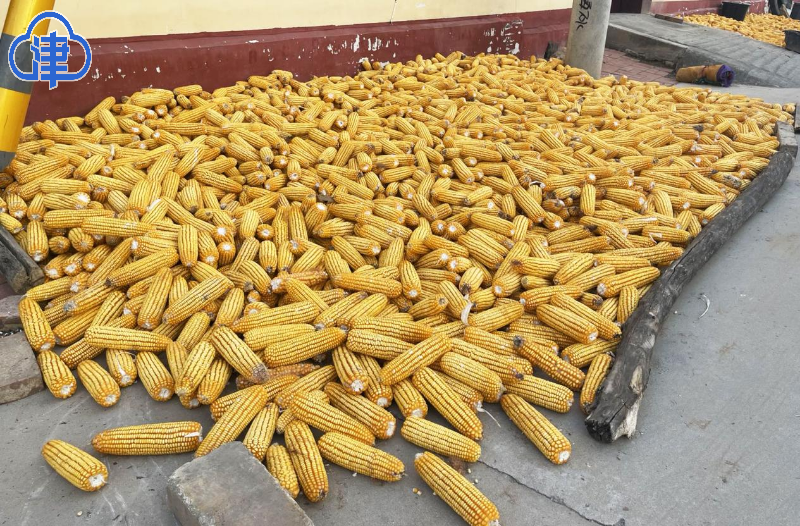 【千问千寻大运河】运河畔的乡村振兴之问 小高庄村这样回答