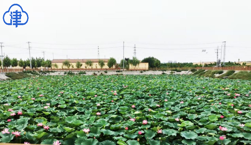 【千问千寻大运河】运河畔的乡村振兴之问 小高庄村这样回答