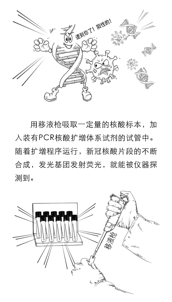 【一图读懂】核酸检测都有哪些流程？为什么不能马上出结果？