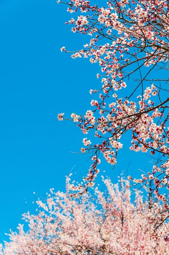  你见过三月的林芝吗？