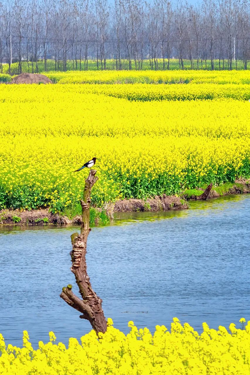 油菜花将大地染成了金黄。
