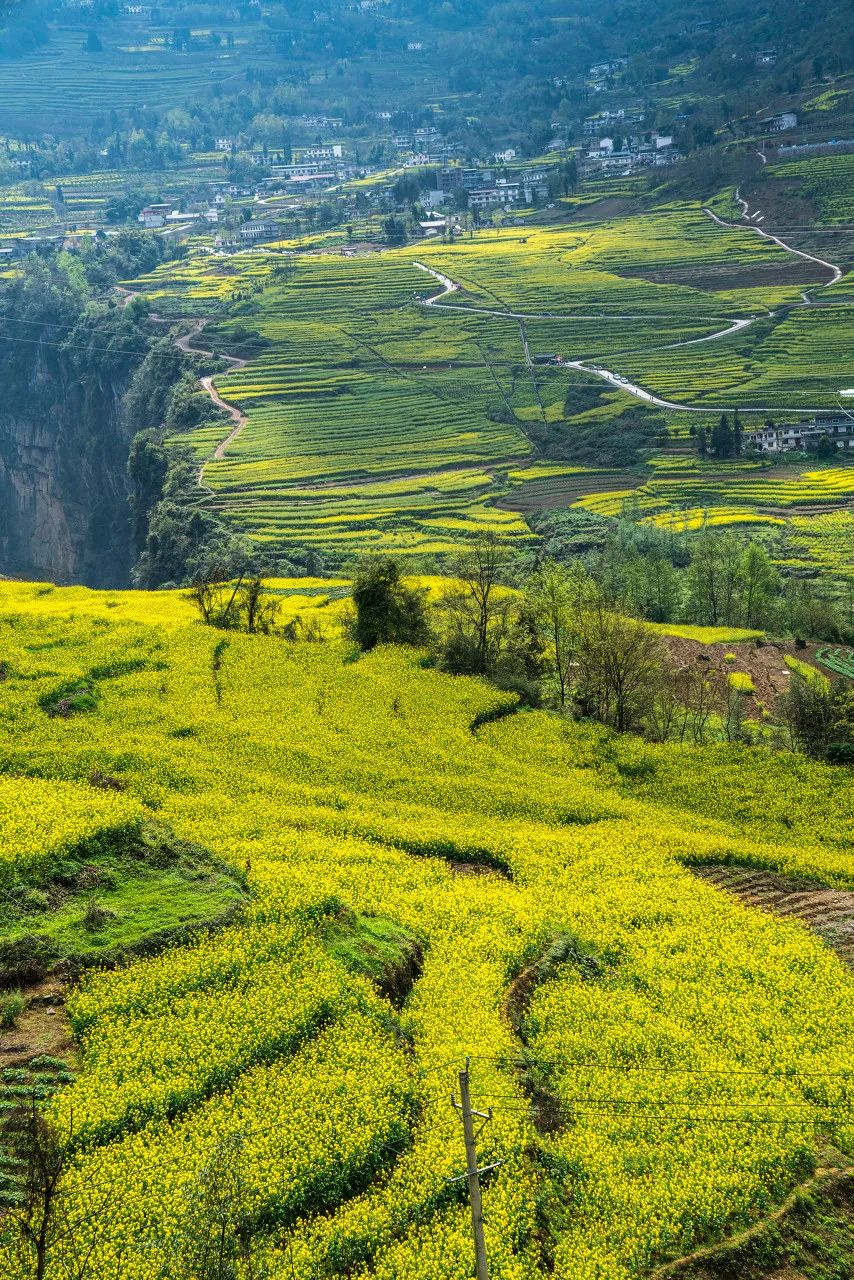 湖北恩施大峡谷景区，金黄的油菜花海绘就了一幅乡村画卷。