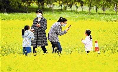 保税区空港区域1.4万平方米油菜花相继开放 七彩花田变装“黄色海洋”