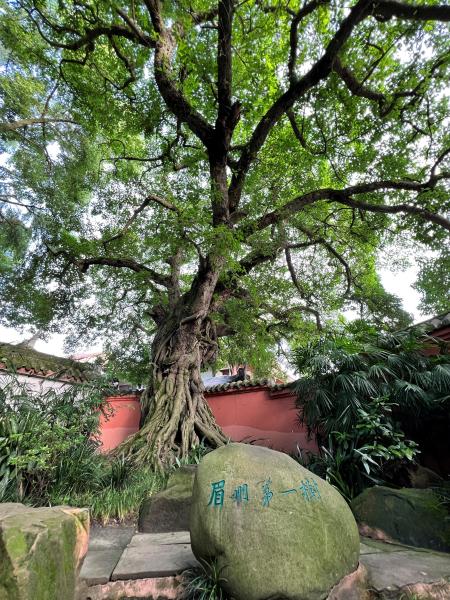 鉴往知来，跟着总书记学历史丨故里寻踪读东坡