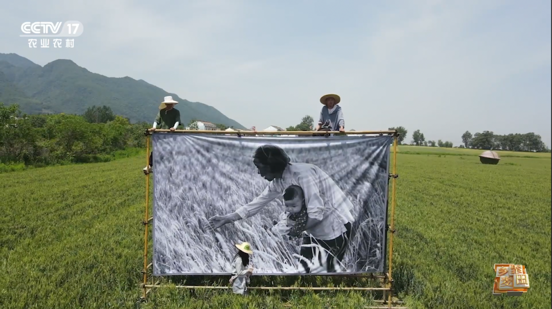 大国“粮”策 | 今天，农机称霸麦田，但我们也不会忘记曾经“麦客”的身影……