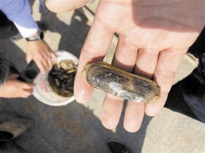 天津持续巩固十二条入海河流消劣成果 消失30多年的野生缢蛏回来了