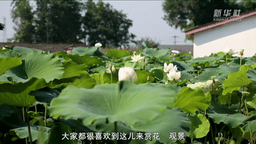 我与总书记“同框”丨我为乡村振兴献青春