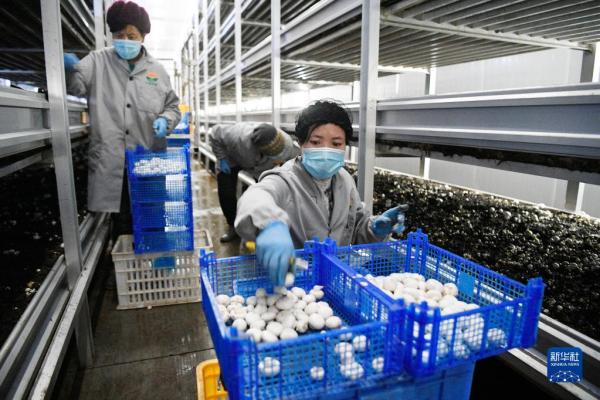 彪炳史册的人间奇迹——党的十八大以来我国脱贫攻坚成就举世瞩目