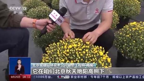 一问到底丨国庆花卉景观是如何打造的？