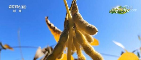 保粮食丰收 一系列力度空前的强农政策相继出台