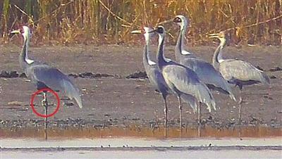 昔日“稀客”变“常客” 白枕鹤连续三年现身七里海湿地