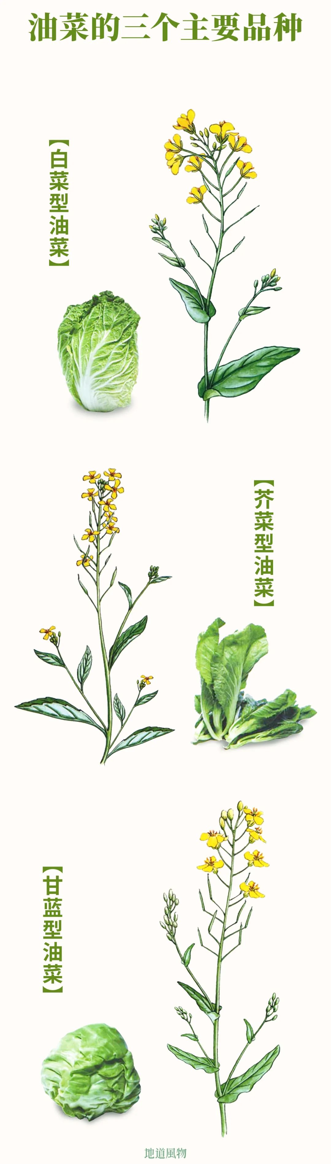 油菜花的三个品种对比,目前主流品种是甘蓝型油菜花.制图/吴玖洋