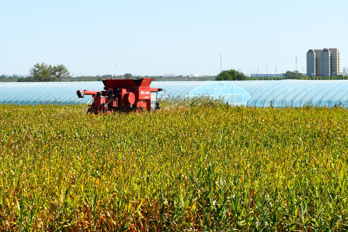 >首页>图片新闻>在金桥街道东大桥股份经济合作社的玉米地里,伴随着