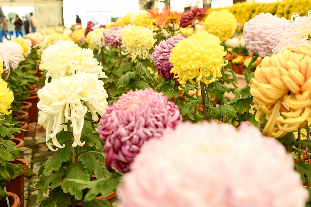 本次菊展共展出学校师生自主培育的近200个品种3000多盆菊花,这些菊花