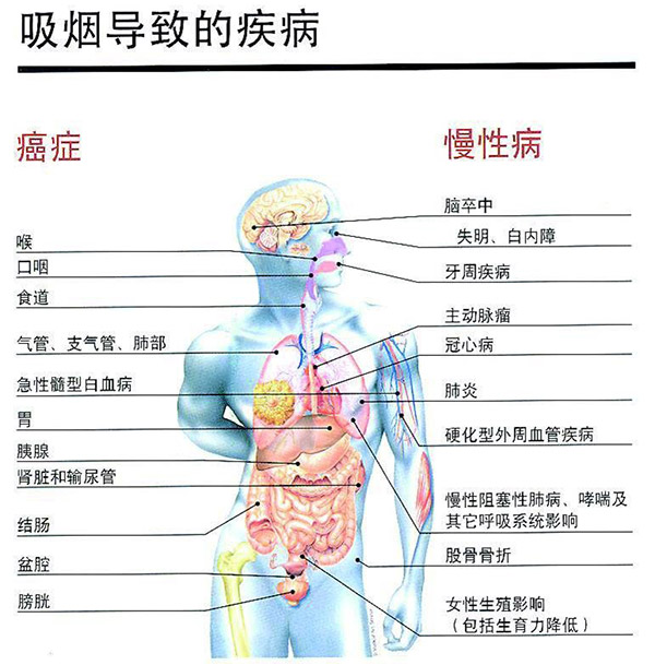 科普健康无烟佳节与爱同行烟草的危害