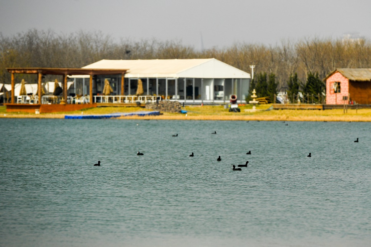 赏花,踏青,看鸟…… 东丽湖在这个春日等你-天津东丽网站-媒体融合