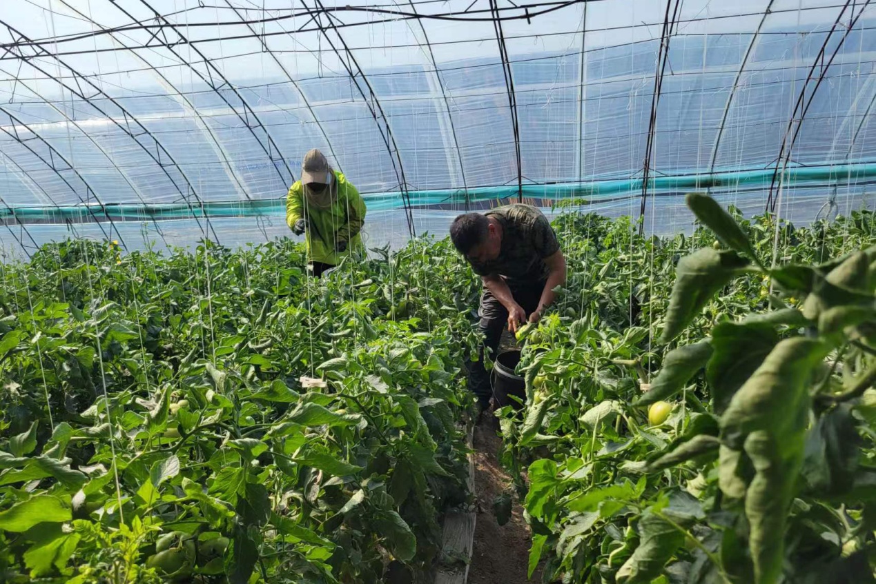 欢坨好柿已上市 金钟街道加强监督抽检 守护食品安全-天津东丽网站