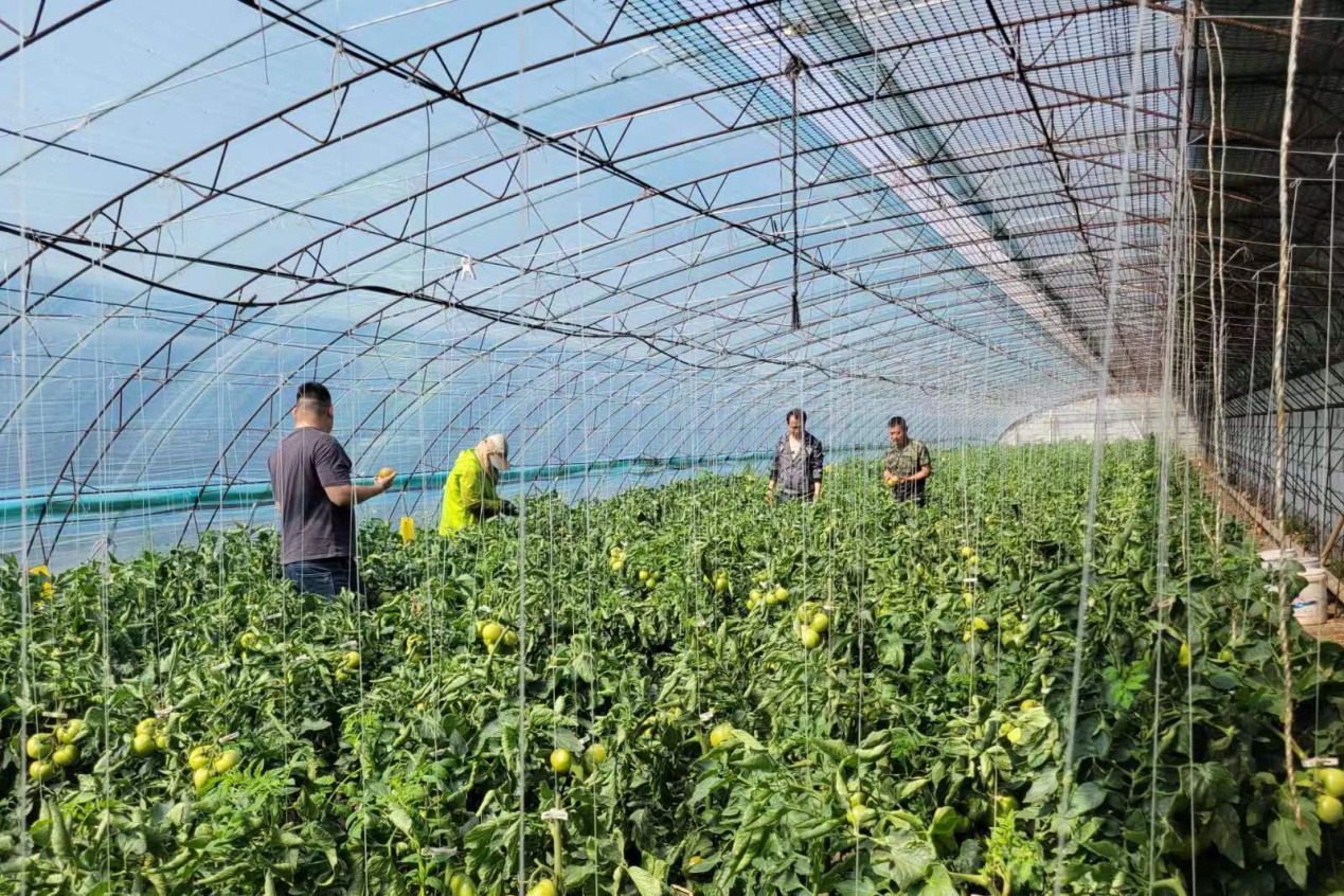 欢坨好柿已上市 金钟街道加强监督抽检 守护食品安全-天津东丽网站