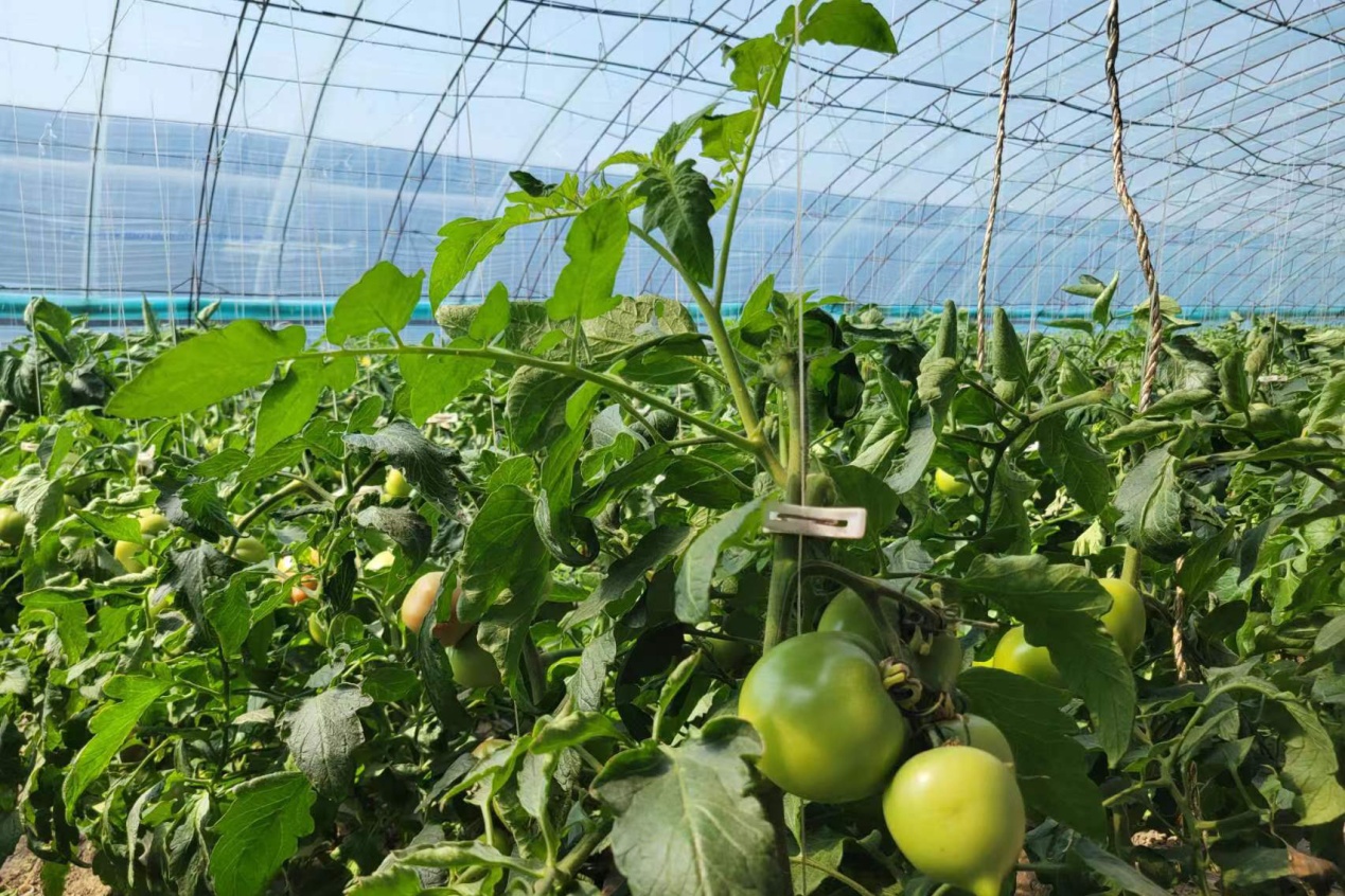 欢坨好柿已上市 金钟街道加强监督抽检 守护食品安全-天津东丽网站